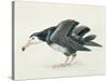 Close-Up of an Amsterdam Albatross (Diomedea Amsterdamensis)-null-Stretched Canvas