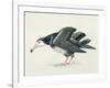 Close-Up of an Amsterdam Albatross (Diomedea Amsterdamensis)-null-Framed Giclee Print