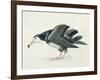 Close-Up of an Amsterdam Albatross (Diomedea Amsterdamensis)-null-Framed Giclee Print