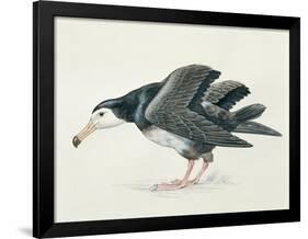 Close-Up of an Amsterdam Albatross (Diomedea Amsterdamensis)-null-Framed Giclee Print