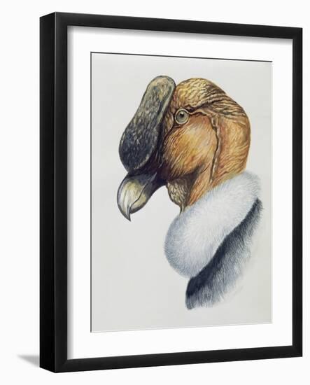 Close-Up of an Andean Condor (Vultur Gryphus)-null-Framed Giclee Print