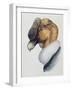 Close-Up of an Andean Condor (Vultur Gryphus)-null-Framed Giclee Print