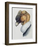 Close-Up of an Andean Condor (Vultur Gryphus)-null-Framed Giclee Print