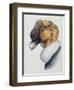 Close-Up of an Andean Condor (Vultur Gryphus)-null-Framed Giclee Print