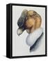 Close-Up of an Andean Condor (Vultur Gryphus)-null-Framed Stretched Canvas