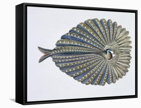 Close-Up of an Argus Pheasant Dancing with its Wings-null-Framed Stretched Canvas