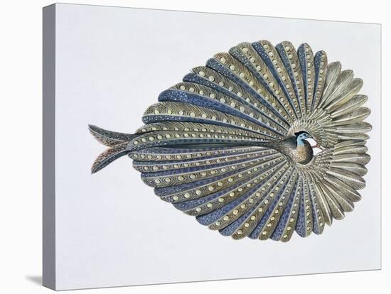 Close-Up of an Argus Pheasant Dancing with its Wings-null-Stretched Canvas