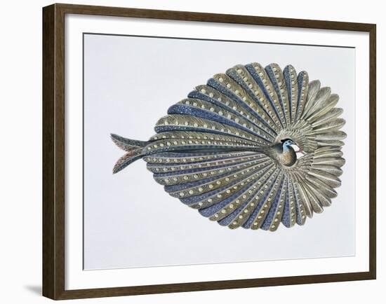 Close-Up of an Argus Pheasant Dancing with its Wings-null-Framed Giclee Print