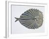 Close-Up of an Argus Pheasant Dancing with its Wings-null-Framed Giclee Print