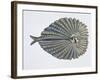 Close-Up of an Argus Pheasant Dancing with its Wings-null-Framed Giclee Print