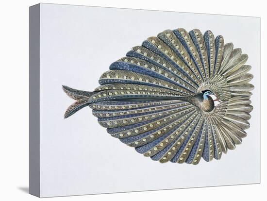 Close-Up of an Argus Pheasant Dancing with its Wings-null-Stretched Canvas