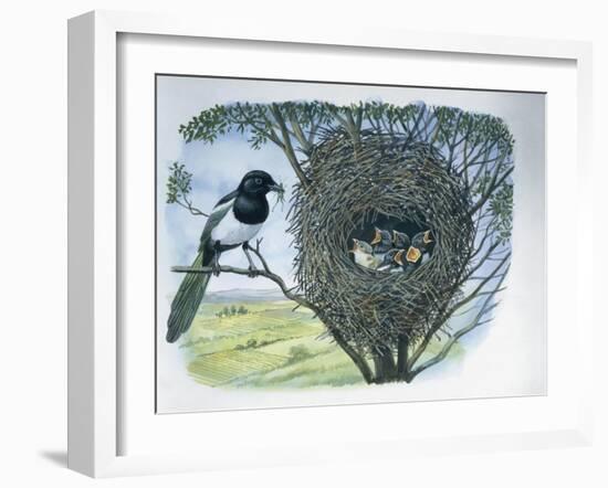 Close-Up of an Australian Magpie Holding an Insect for its Youngs-null-Framed Giclee Print