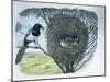 Close-Up of an Australian Magpie Holding an Insect for its Youngs-null-Mounted Giclee Print