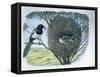 Close-Up of an Australian Magpie Holding an Insect for its Youngs-null-Framed Stretched Canvas