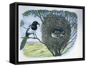 Close-Up of an Australian Magpie Holding an Insect for its Youngs-null-Framed Stretched Canvas