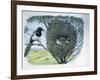 Close-Up of an Australian Magpie Holding an Insect for its Youngs-null-Framed Giclee Print