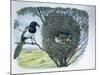 Close-Up of an Australian Magpie Holding an Insect for its Youngs-null-Mounted Giclee Print