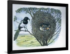 Close-Up of an Australian Magpie Holding an Insect for its Youngs-null-Framed Giclee Print