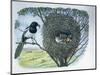 Close-Up of an Australian Magpie Holding an Insect for its Youngs-null-Mounted Giclee Print