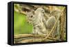 Close Up of an Eastern Gray Squirrel Scratching Itself on Branch-Rona Schwarz-Framed Stretched Canvas