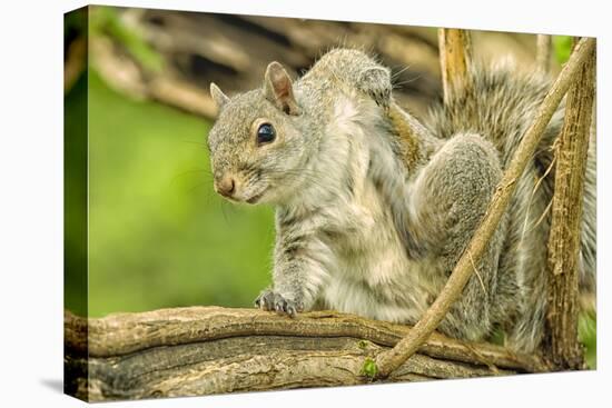 Close Up of an Eastern Gray Squirrel Scratching Itself on Branch-Rona Schwarz-Stretched Canvas