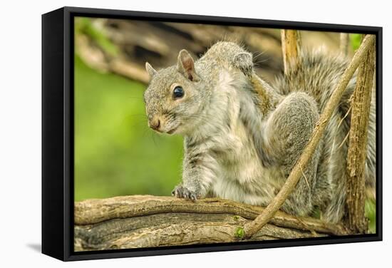 Close Up of an Eastern Gray Squirrel Scratching Itself on Branch-Rona Schwarz-Framed Stretched Canvas