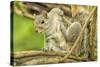 Close Up of an Eastern Gray Squirrel Scratching Itself on Branch-Rona Schwarz-Stretched Canvas