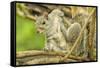 Close Up of an Eastern Gray Squirrel Scratching Itself on Branch-Rona Schwarz-Framed Stretched Canvas