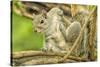 Close Up of an Eastern Gray Squirrel Scratching Itself on Branch-Rona Schwarz-Stretched Canvas