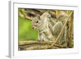 Close Up of an Eastern Gray Squirrel Scratching Itself on Branch-Rona Schwarz-Framed Photographic Print