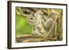 Close Up of an Eastern Gray Squirrel Scratching Itself on Branch-Rona Schwarz-Framed Photographic Print