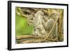 Close Up of an Eastern Gray Squirrel Scratching Itself on Branch-Rona Schwarz-Framed Photographic Print