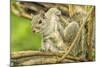 Close Up of an Eastern Gray Squirrel Scratching Itself on Branch-Rona Schwarz-Mounted Photographic Print