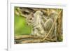 Close Up of an Eastern Gray Squirrel Scratching Itself on Branch-Rona Schwarz-Framed Photographic Print