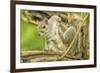 Close Up of an Eastern Gray Squirrel Scratching Itself on Branch-Rona Schwarz-Framed Photographic Print