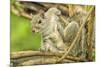 Close Up of an Eastern Gray Squirrel Scratching Itself on Branch-Rona Schwarz-Mounted Photographic Print