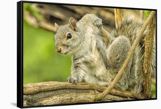 Close Up of an Eastern Gray Squirrel Scratching Itself on Branch-Rona Schwarz-Framed Stretched Canvas