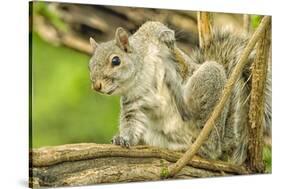 Close Up of an Eastern Gray Squirrel Scratching Itself on Branch-Rona Schwarz-Stretched Canvas