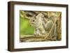 Close Up of an Eastern Gray Squirrel Scratching Itself on Branch-Rona Schwarz-Framed Photographic Print