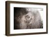 Close Up of an Elephant's Eye, Pinnawala Elephant Orphanage, Sri Lanka, Asia-Matthew Williams-Ellis-Framed Photographic Print