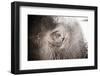 Close Up of an Elephant's Eye, Pinnawala Elephant Orphanage, Sri Lanka, Asia-Matthew Williams-Ellis-Framed Photographic Print