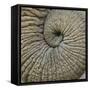 Close-up of an Elephant Trunk, Ngorongoro Conservation Area, Arusha Region, Tanzania-null-Framed Stretched Canvas