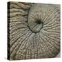 Close-up of an Elephant Trunk, Ngorongoro Conservation Area, Arusha Region, Tanzania-null-Stretched Canvas