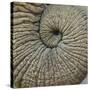 Close-up of an Elephant Trunk, Ngorongoro Conservation Area, Arusha Region, Tanzania-null-Stretched Canvas