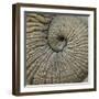 Close-up of an Elephant Trunk, Ngorongoro Conservation Area, Arusha Region, Tanzania-null-Framed Photographic Print