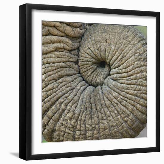 Close-up of an Elephant Trunk, Ngorongoro Conservation Area, Arusha Region, Tanzania-null-Framed Photographic Print