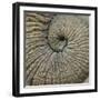 Close-up of an Elephant Trunk, Ngorongoro Conservation Area, Arusha Region, Tanzania-null-Framed Photographic Print