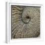 Close-up of an Elephant Trunk, Ngorongoro Conservation Area, Arusha Region, Tanzania-null-Framed Photographic Print