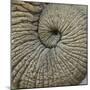 Close-up of an Elephant Trunk, Ngorongoro Conservation Area, Arusha Region, Tanzania-null-Mounted Photographic Print