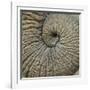 Close-up of an Elephant Trunk, Ngorongoro Conservation Area, Arusha Region, Tanzania-null-Framed Photographic Print